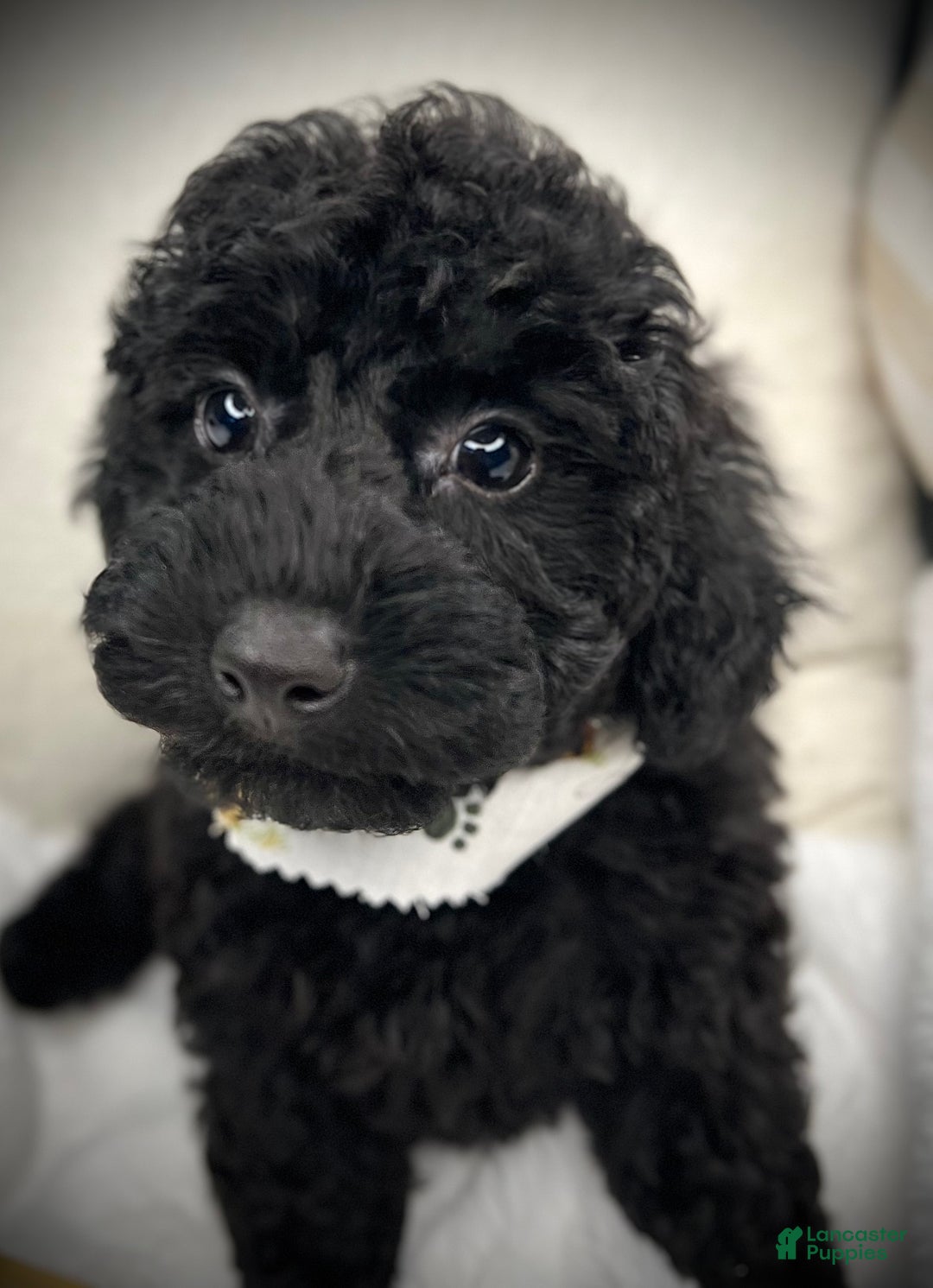 Toy Poodle dogs for sale: Toy Poodle Puppy 2 - Ad 35