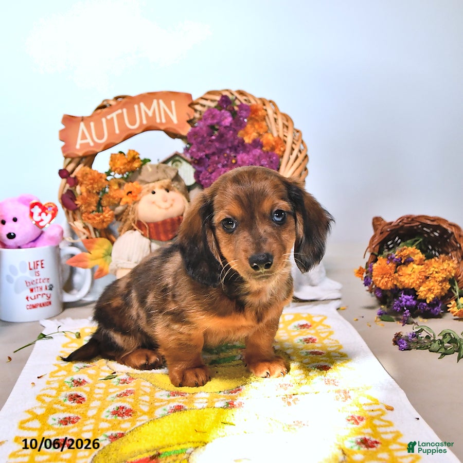 Dachshund dogs Mitch - Ad 1
