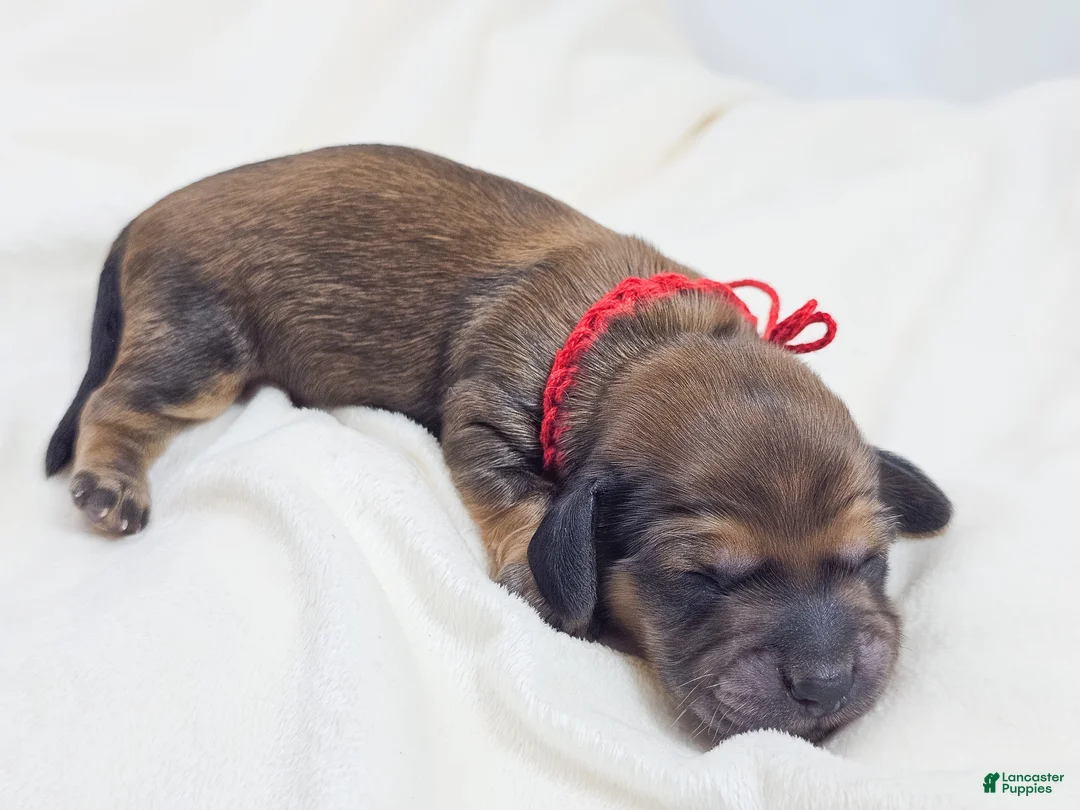 Miniature Dachshund dogs for sale: Patty - Ad 2
