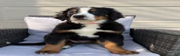 Bernese Mountain Dog dogs for sale: Pixie - Ad 3