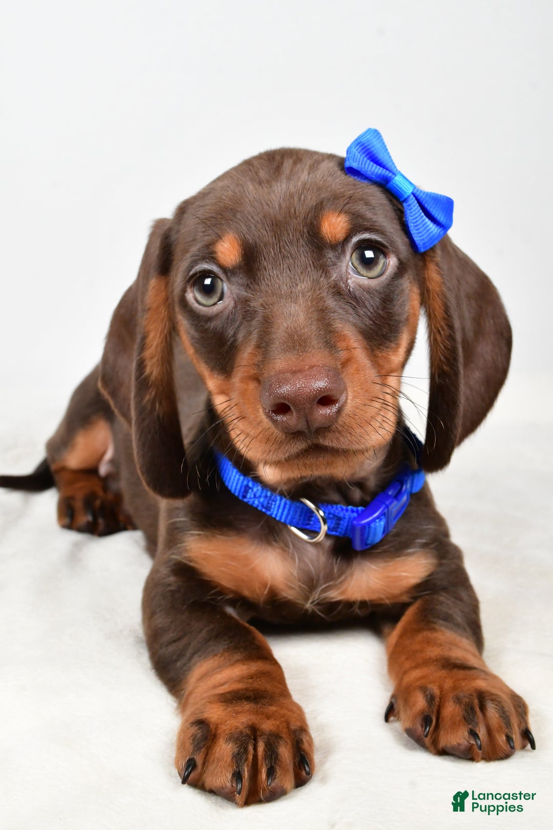 Miniature Dachshund dogs for sale: Kendall - Ad 4
