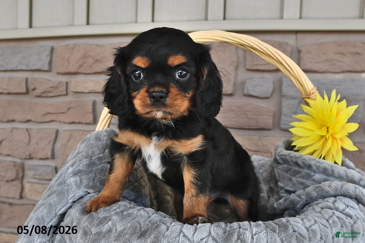 Cavalier King Charles Spaniel dogs Rusty - Ad 2