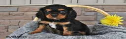 Cavalier King Charles Spaniel dogs for sale: Rusty - Ad 2