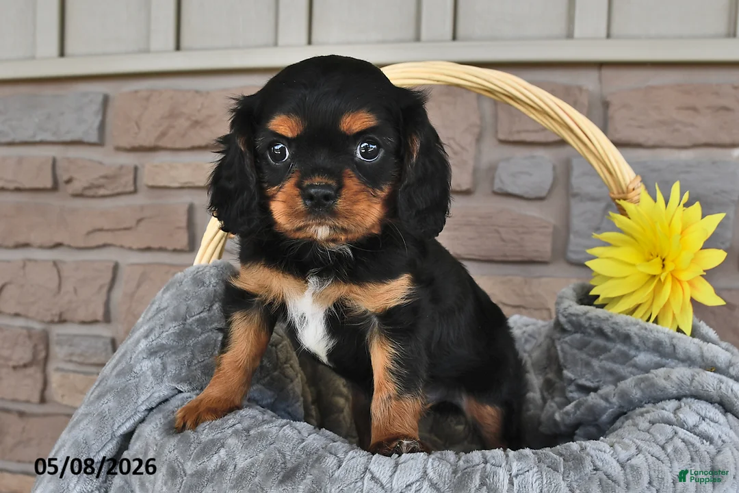 Cavalier King Charles Spaniel dogs for sale: Rusty - Ad 2