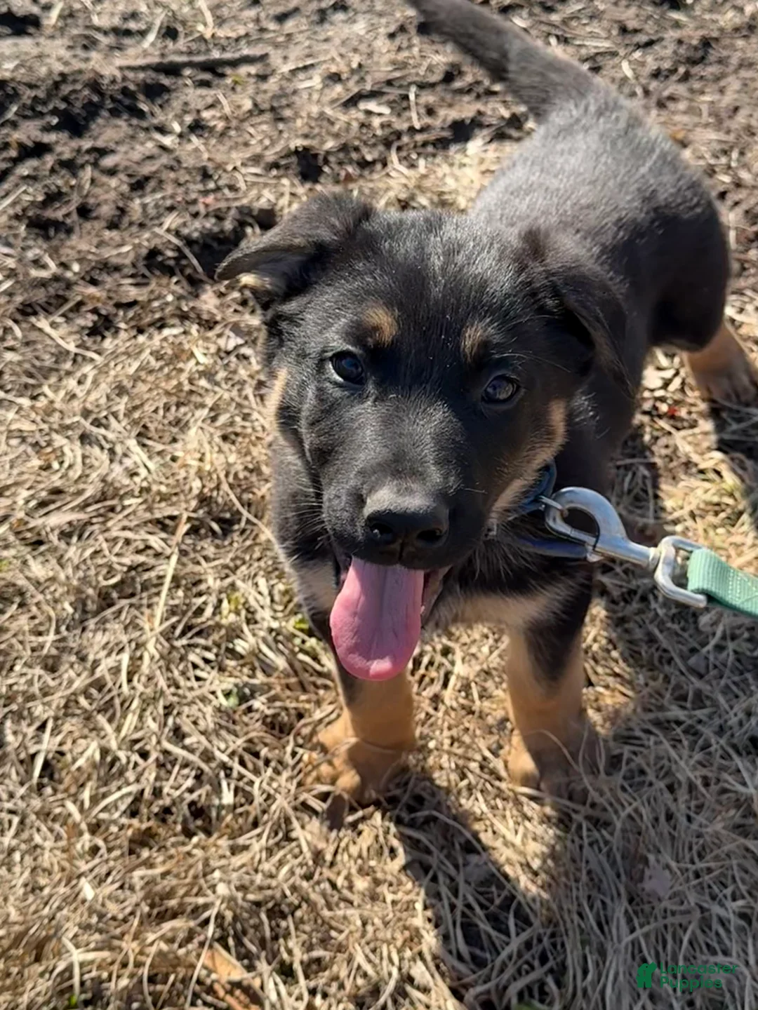 German Shepherd dogs for sale: Dark Blue - Ad 3