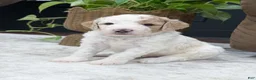 Goldendoodle dogs for sale: Canyon - Ad 4