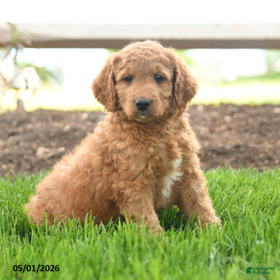 Goldendoodle dogs Trish - Ad 2