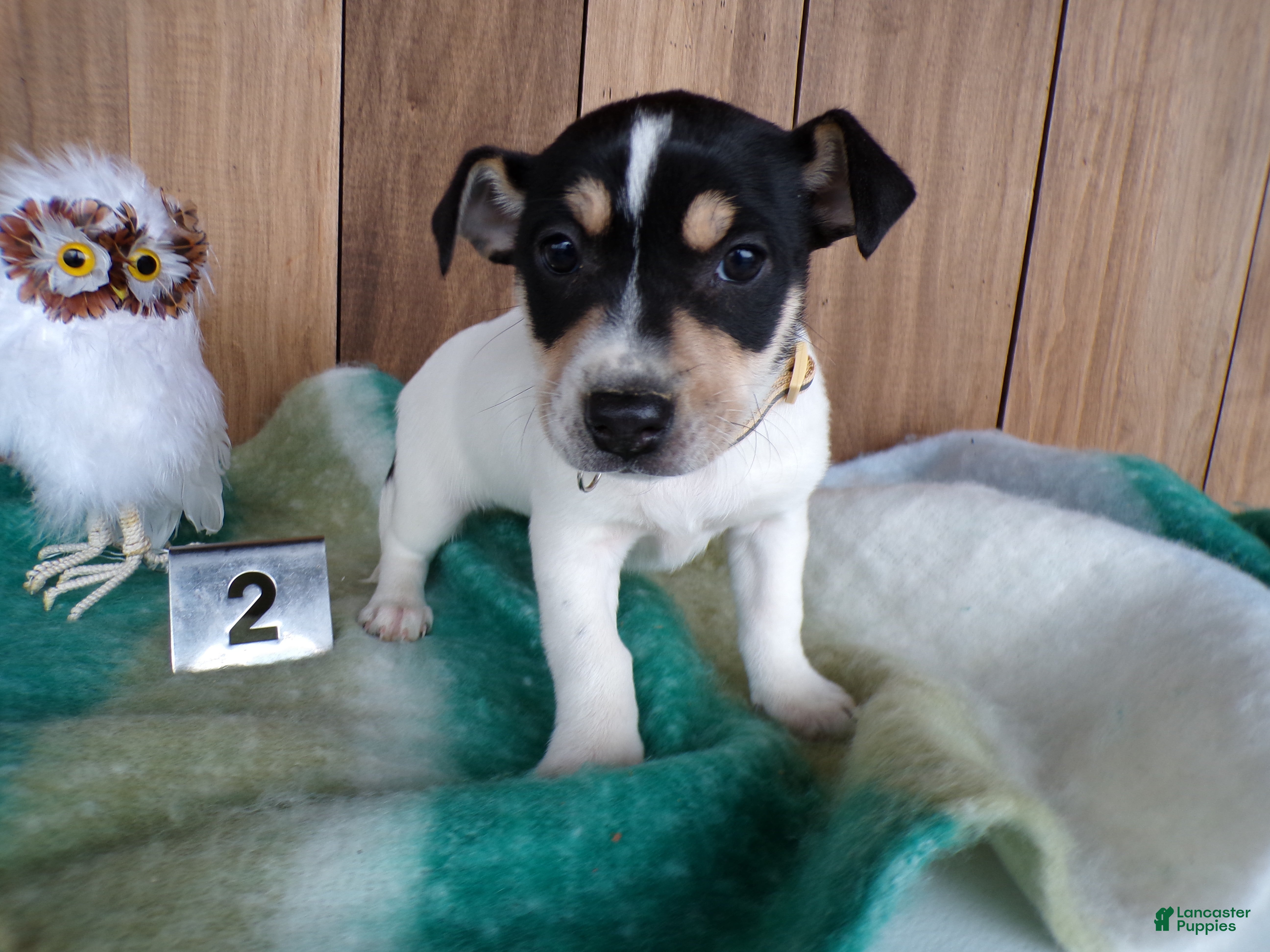 Jack Russell Terrier dogs Jack Russell Terrier Puppy 2 Jackie - Ad 41