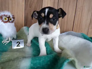 Jack Russell Terrier dogs Jack Russell Terrier Puppy 2 Jackie - Ad 38