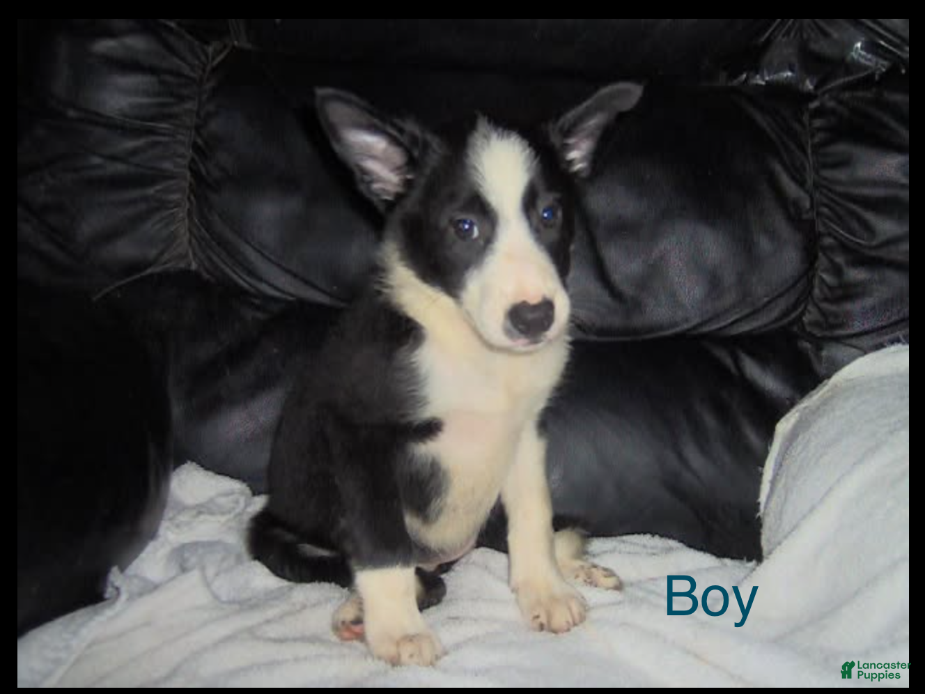 Border Collie dogs for sale: Border Collie Boy 1 - Ad 2