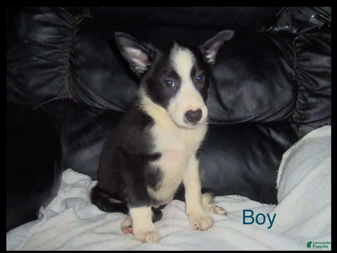 Border Collie dogs for sale: Border Collie Boy 1 - Ad 1