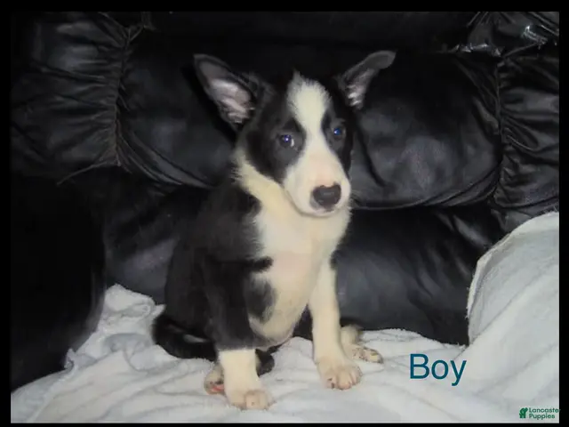 Border Collie dogs for sale: Border Collie Boy 1 - Ad 2