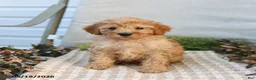 Mini Goldendoodle dogs for sale: Marvin - Ad 5