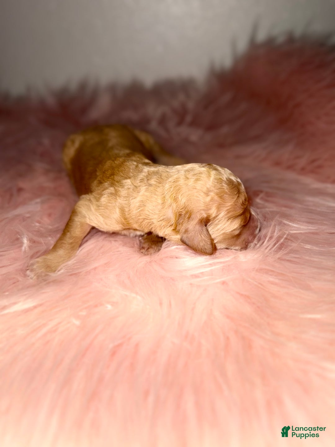 Standard Poodle dogs for sale: Standard Poodle Puppy 6 - Ad 14
