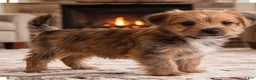 Morkie dogs for sale: Riley - Ad 7