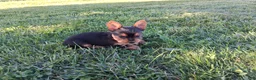 Yorkshire Terrier dogs for sale: Spice - Ad 2