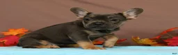 French Bulldog dogs for sale: Callie - Ad 5