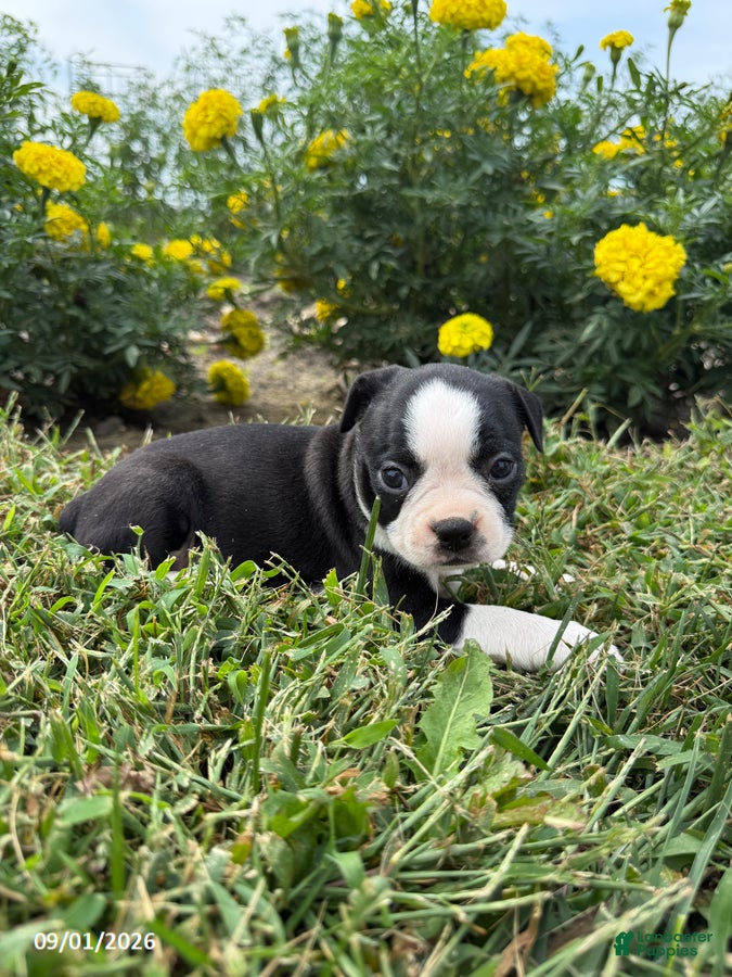 Boston Terrier dogs Haley - Ad 2