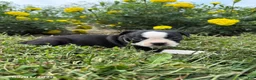 Boston Terrier dogs for sale: Haley - Ad 2