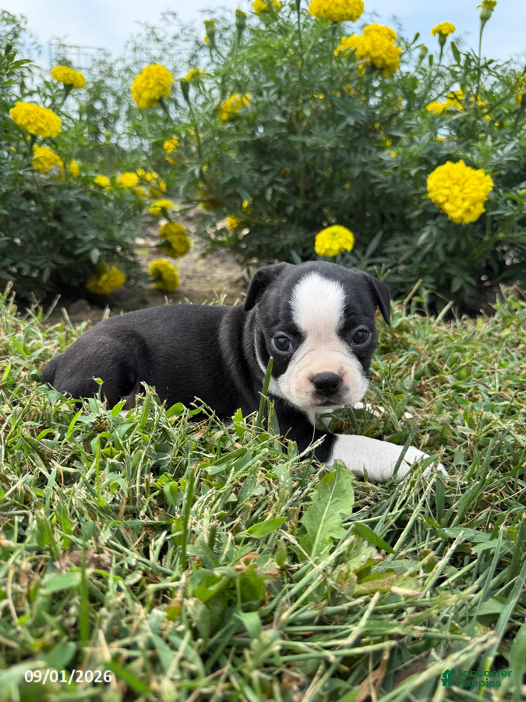 Boston Terrier dogs for sale: Haley - Ad 2