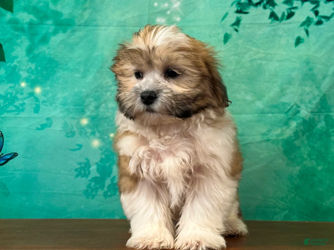 Teddy Bear dogs for sale: Dolly - Ad 5