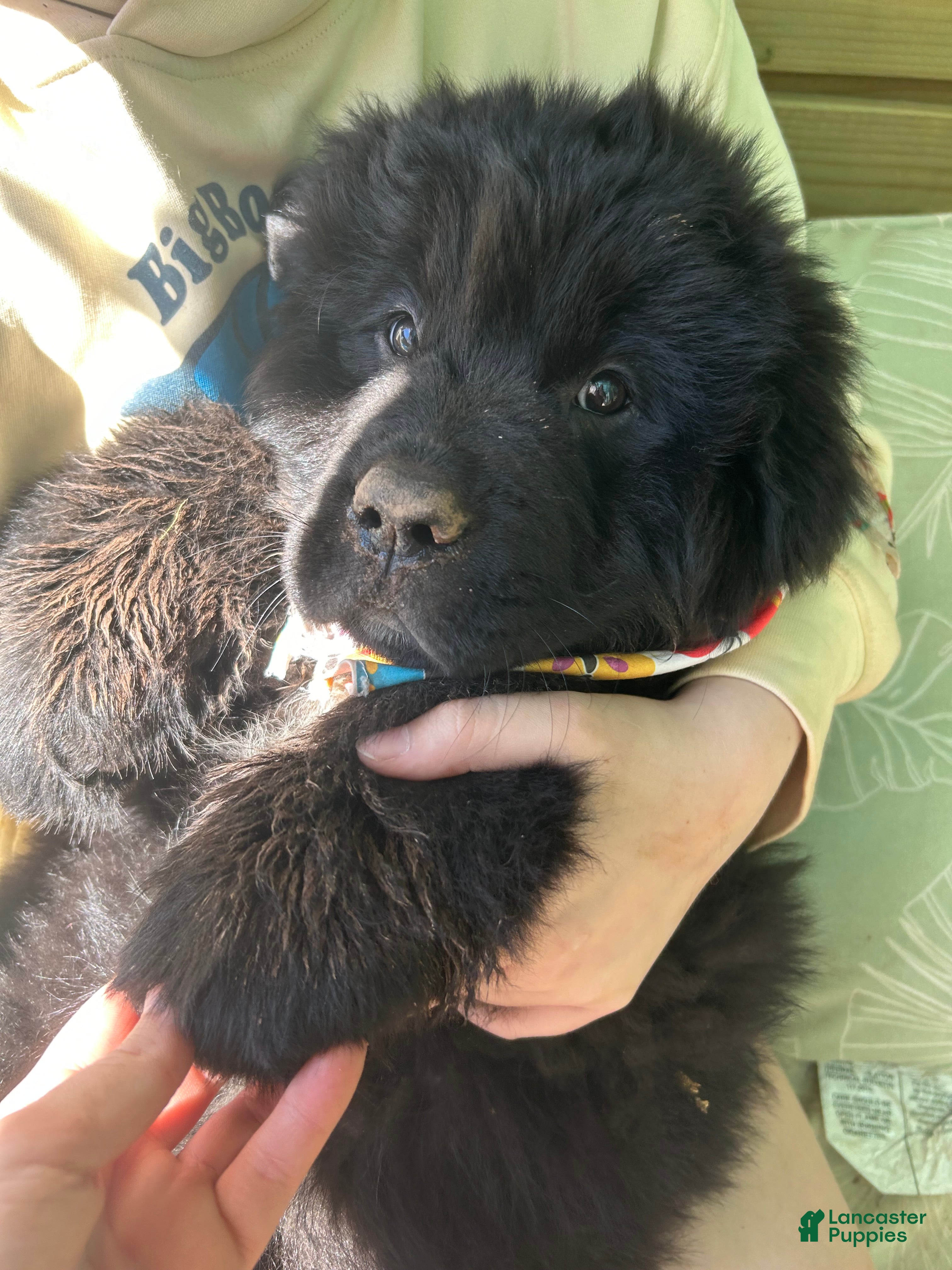 Newfoundland dogs Monarch - Ad 1