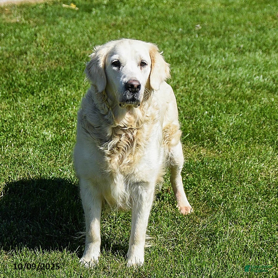 Golden Retriever dogs for sale: Fido - Ad 6