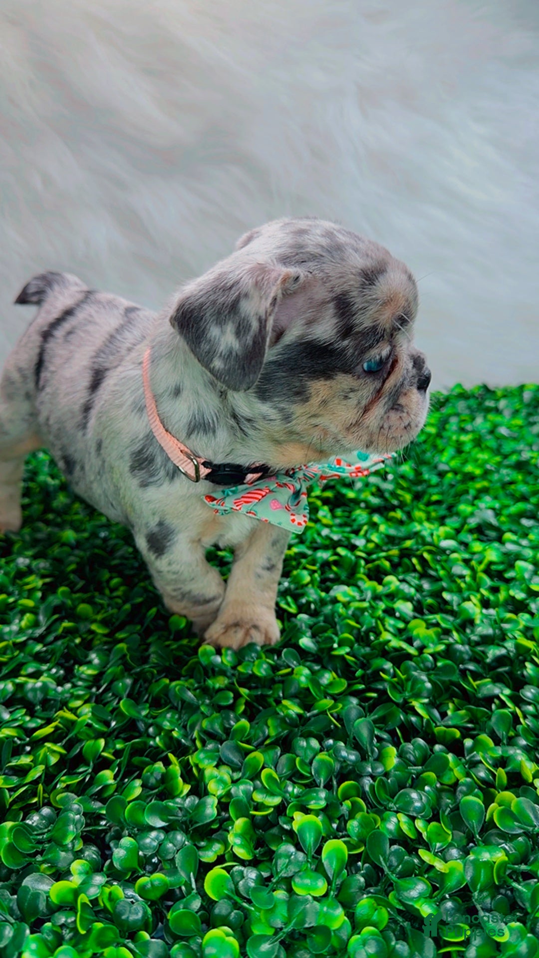 French Bulldog dogs for sale: TIFFANY - Ad 3