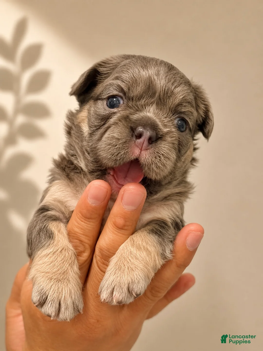 French Bulldog dogs for sale: French Bulldog Puppy 1 - Ad 2