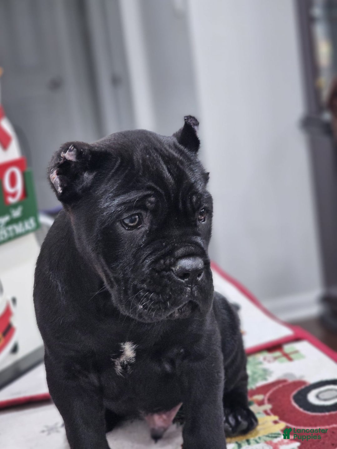 Cane Corso dogs for sale: ZEUS - Ad 4