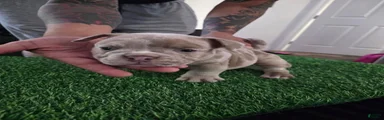American Bully 4