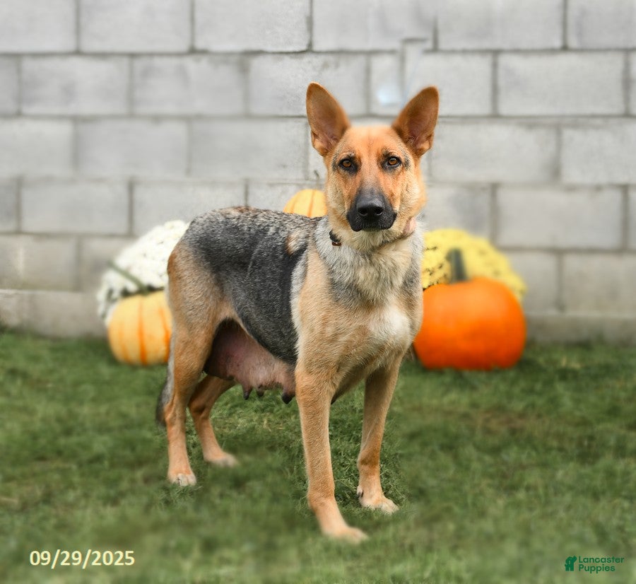 Rescue Australian Cattle Dog German Shepherd Mix Hybrid Puppy Red
