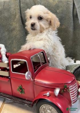 Shih Tzu dogs Erwin - Ad 20