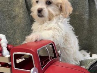 Shih Tzu dogs Erwin - Ad 13