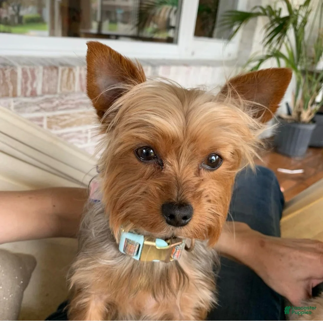 Yorkshire Terrier dogs for sale: Teddy - Ad 2