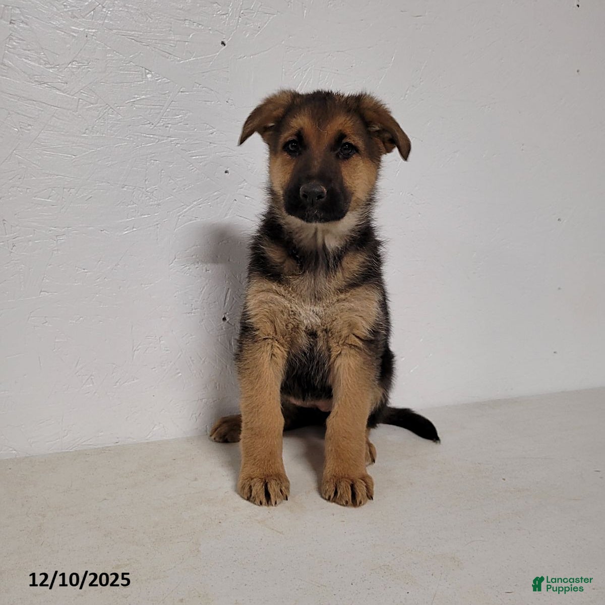 German Shepherd dogs Roxanne - Ad 41