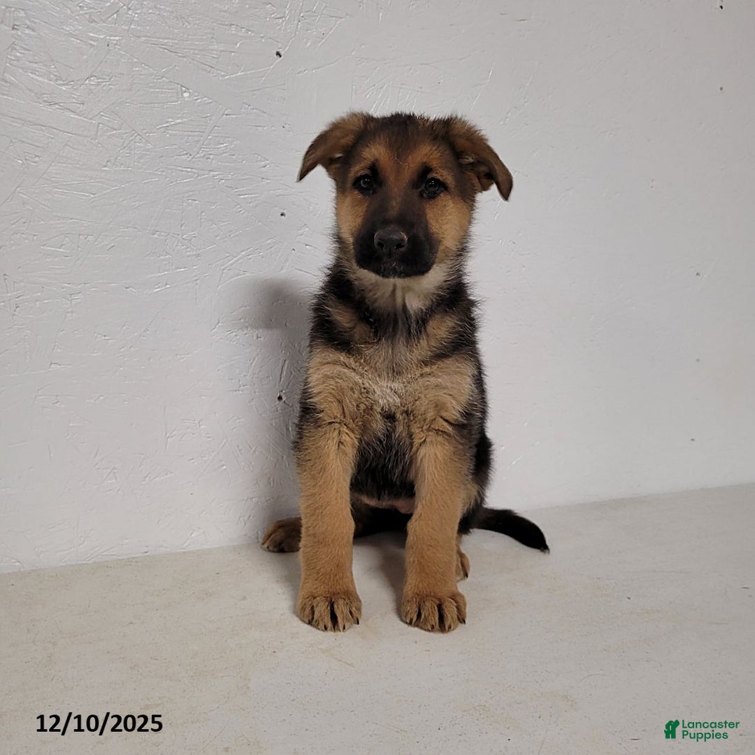 German Shepherd dogs for sale: Roxanne - Ad 1