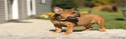 French Bulldog dogs for sale: Otto – Fawn Brindle - Ad 4