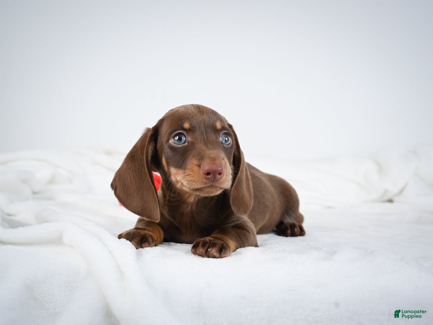 Miniature Dachshund dogs Asher - Ad 2