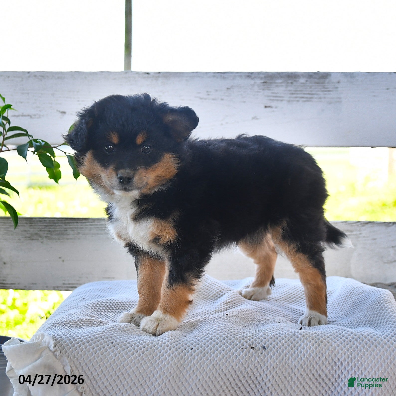 Mixed Breed dogs Carrie - Ad 1