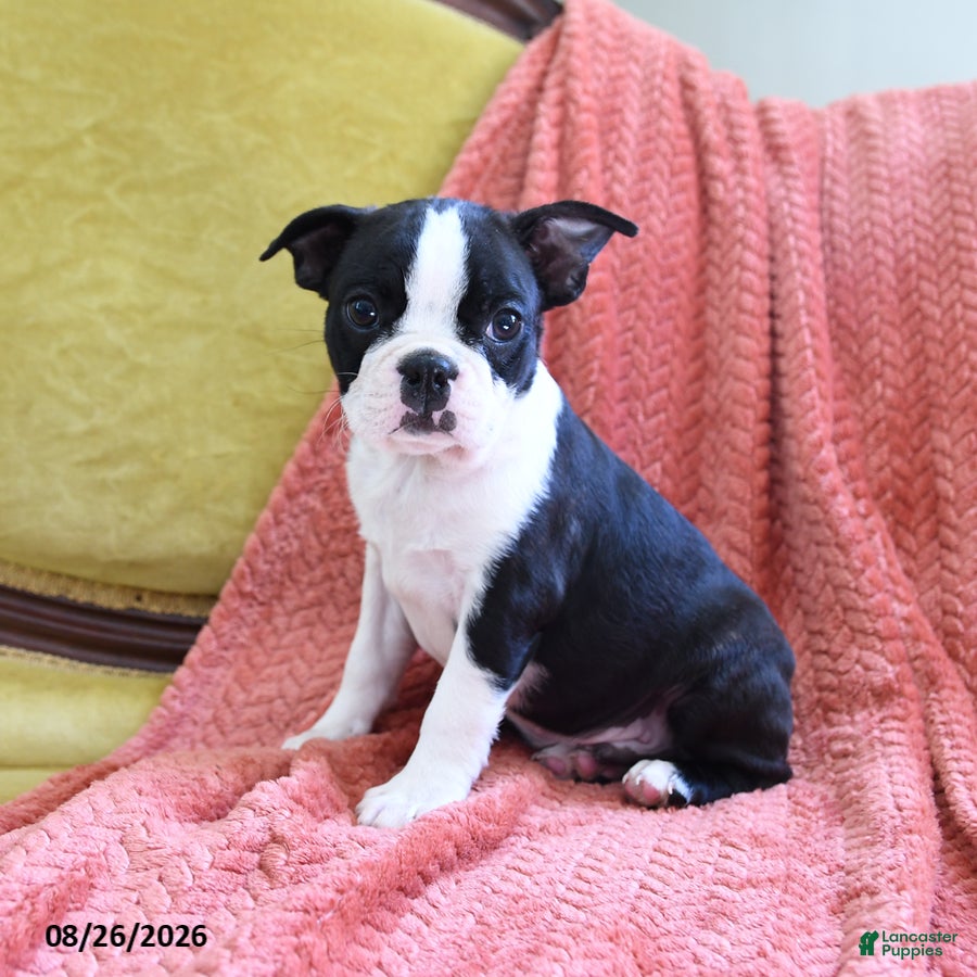 Boston Terrier dogs Ace - Ad 1
