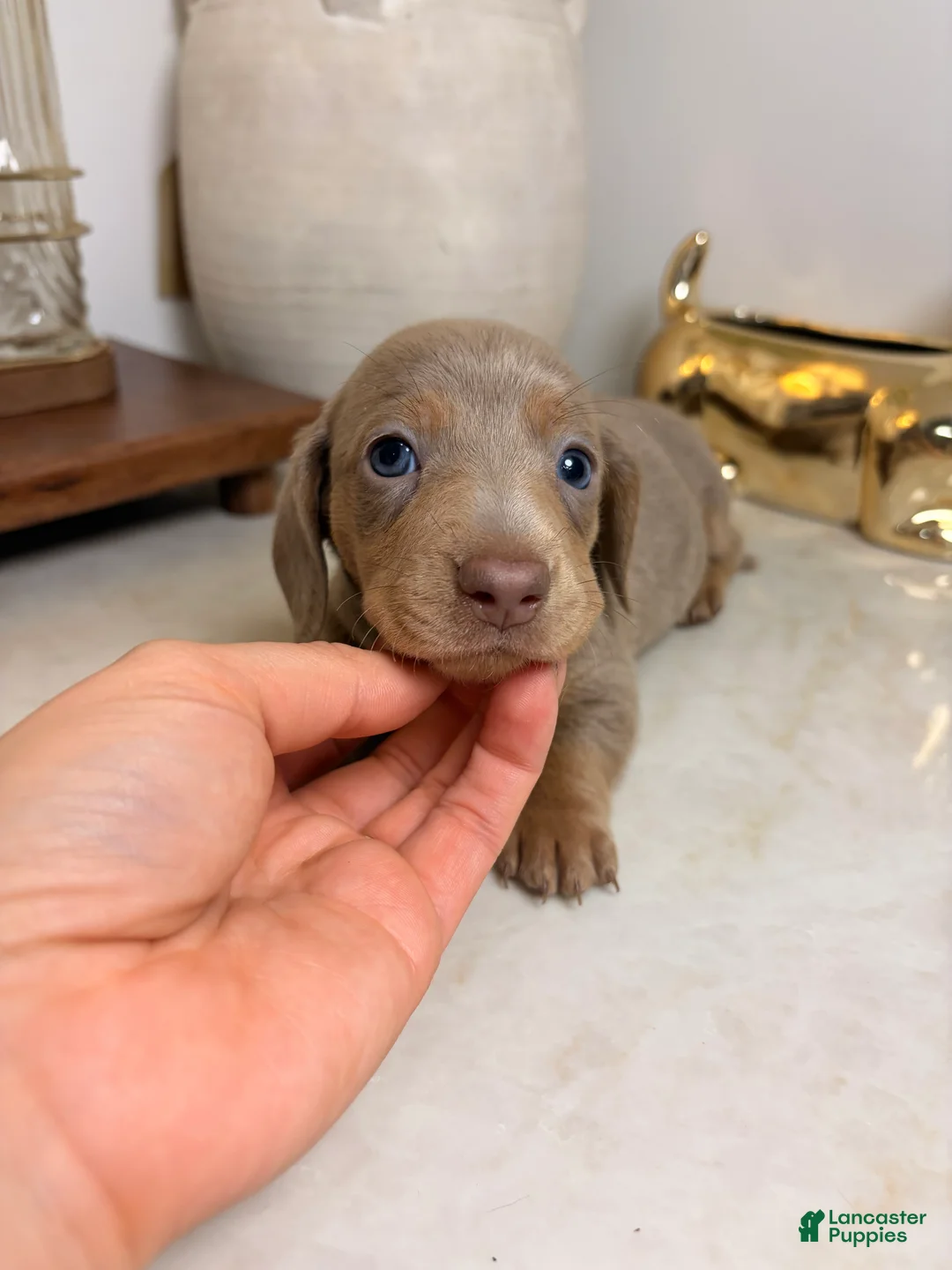 Miniature Dachshund dogs for sale: Jinu - Ad 2