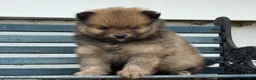 Pomeranian dogs for sale: Olivia  - Ad 3