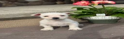 West Highland Terrier dogs for sale: Wesley  - Ad 4