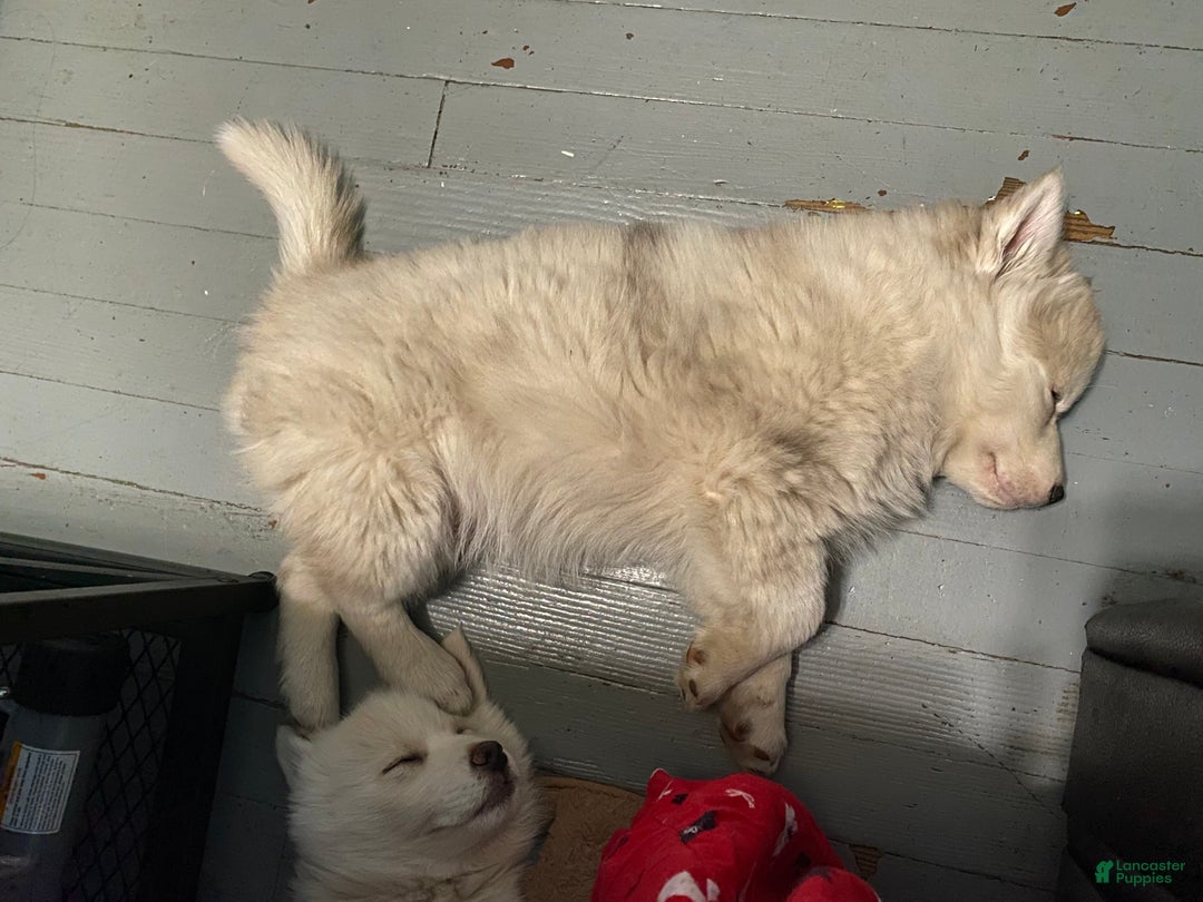 Pomsky dogs for sale: CJ “Caramel Jr” - Ad 14