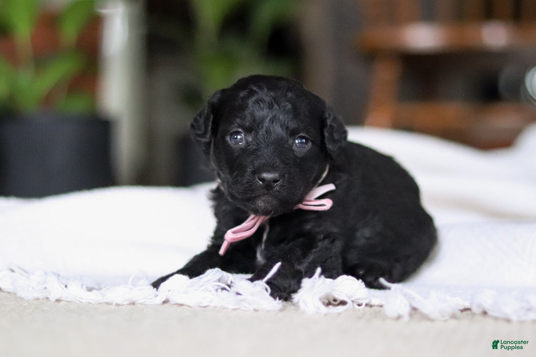 Mixed Breed dogs for sale: Lola - Ad 2