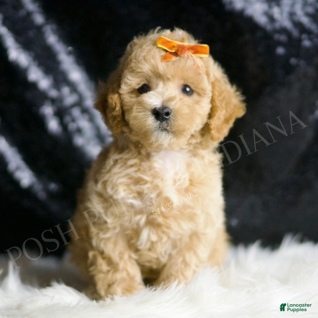 Maltipoo dogs for sale: Hazelnut - Ad 2