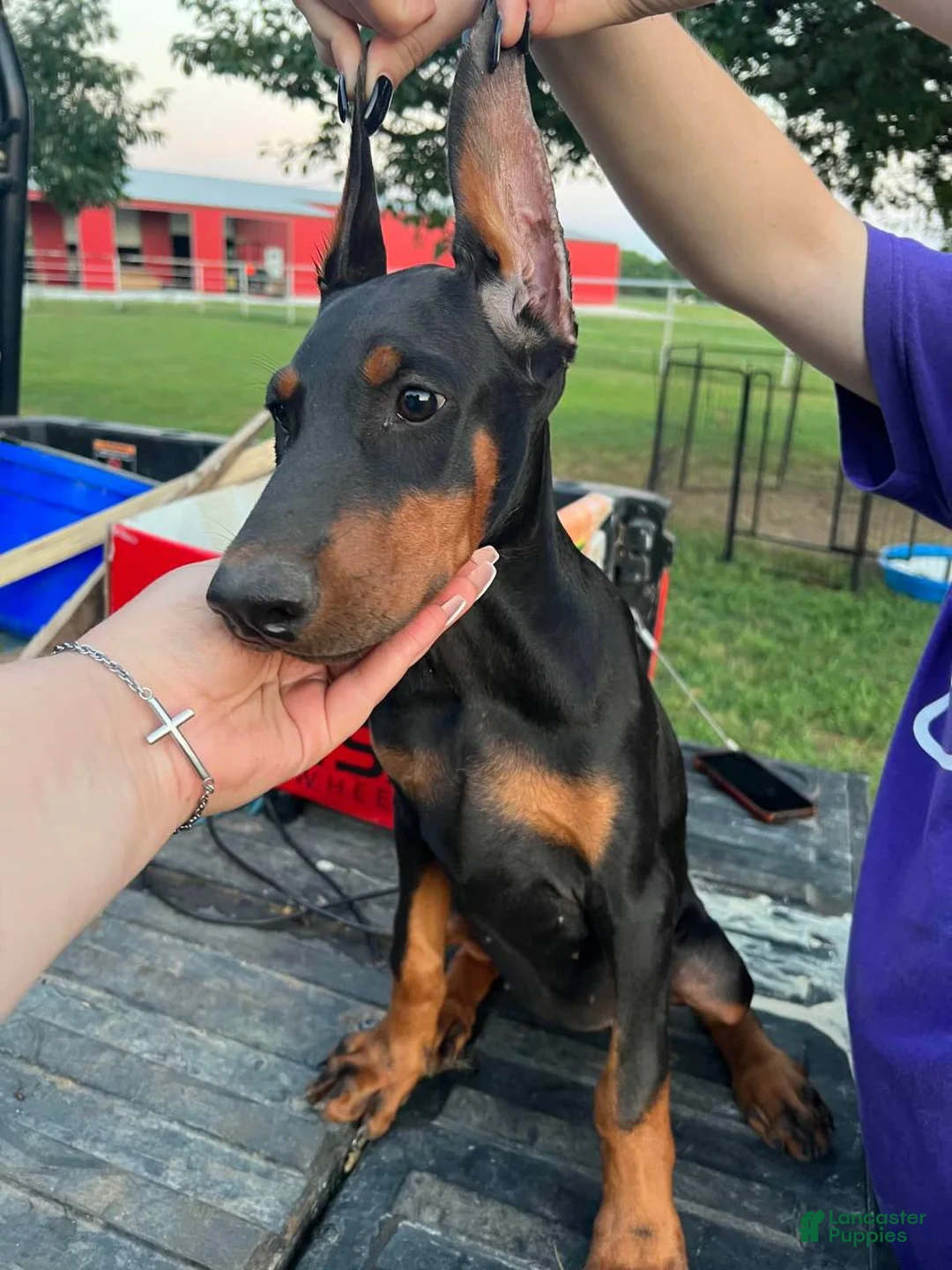 Gallery Image {{count}}