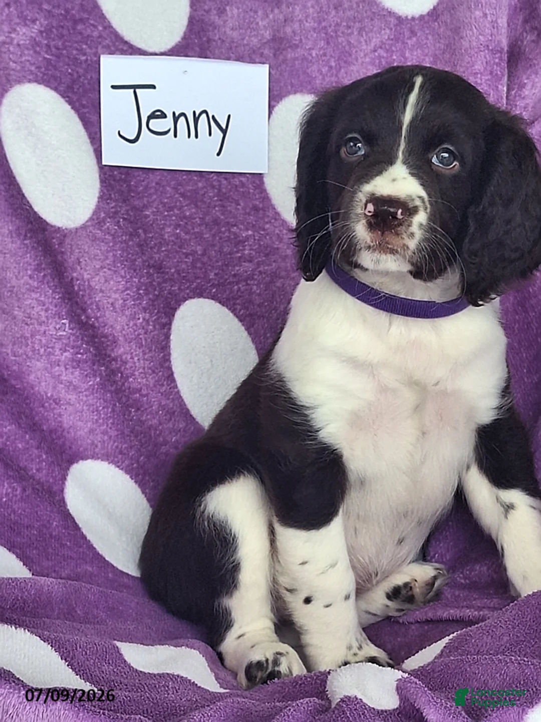 English Springer Spaniel dogs for sale: Jenny - Ad 7
