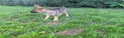 German Shepherd dogs for sale: Daphne - Ad 3